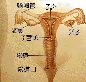 女性人体生理结构图1