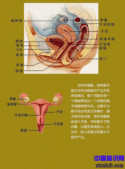 女性人体生理结构图2